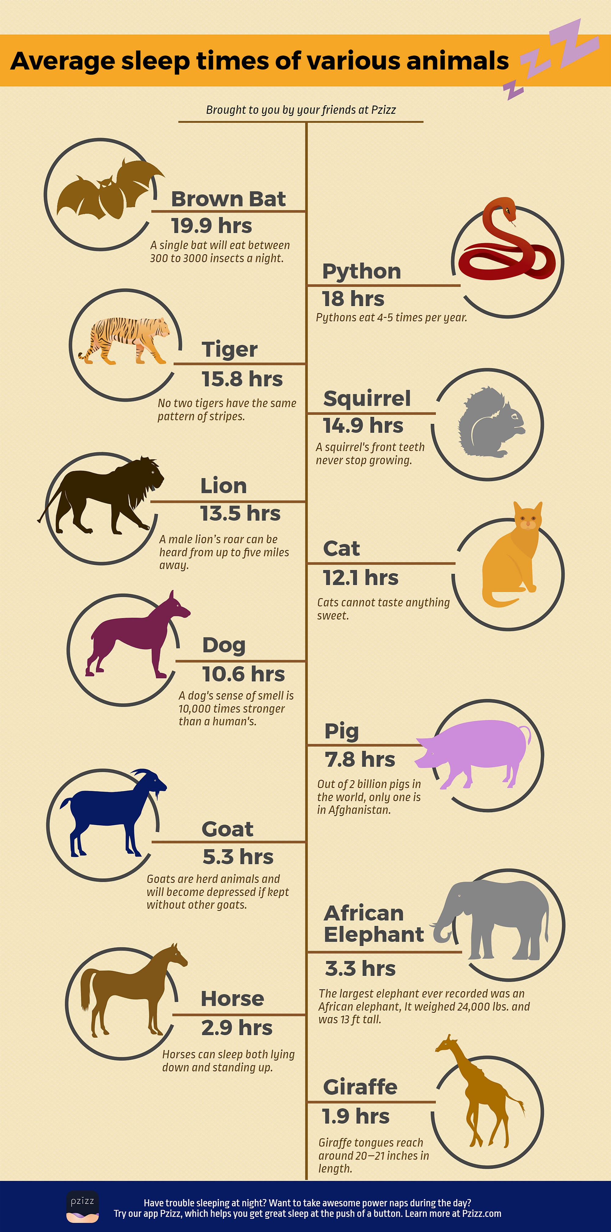 How Long Do Animals Sleep? – Pzillow Talk