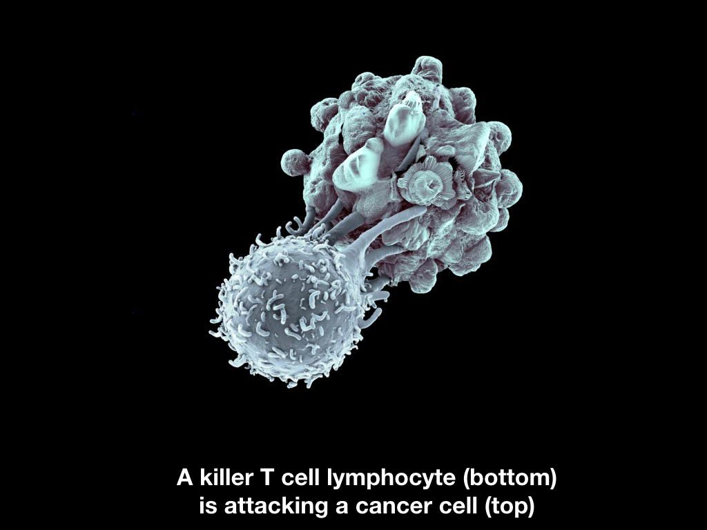 Красивый Т-киллер уничтожает некрасивую раковую клетку.