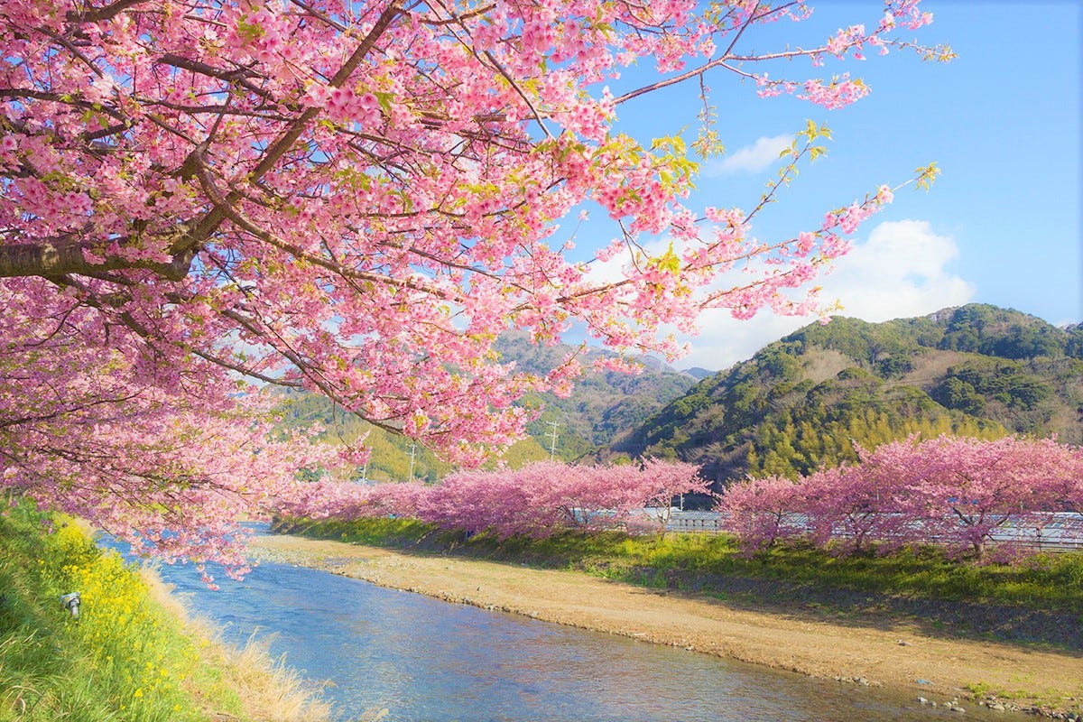 Driving in Japan 🌸 Kawazu Sakura 🌸