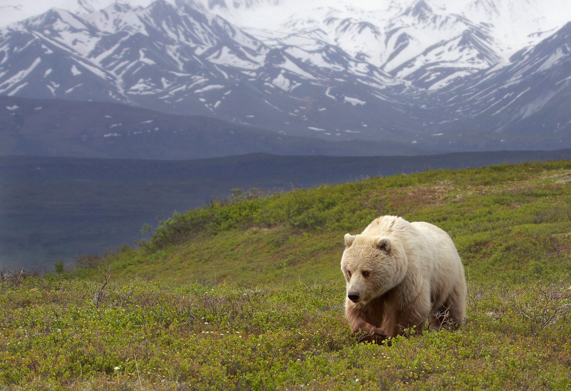 Of Bears, Wolves, and Invisible Lines – Natural Resources Defense ...