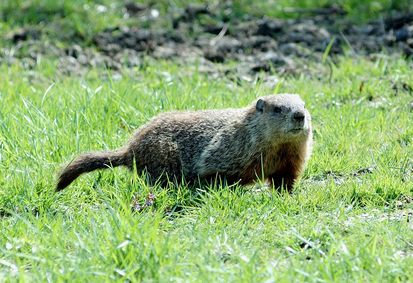 Species Spotlight: Woodchuck / Groundhogs – Mohonk Preserve – Medium