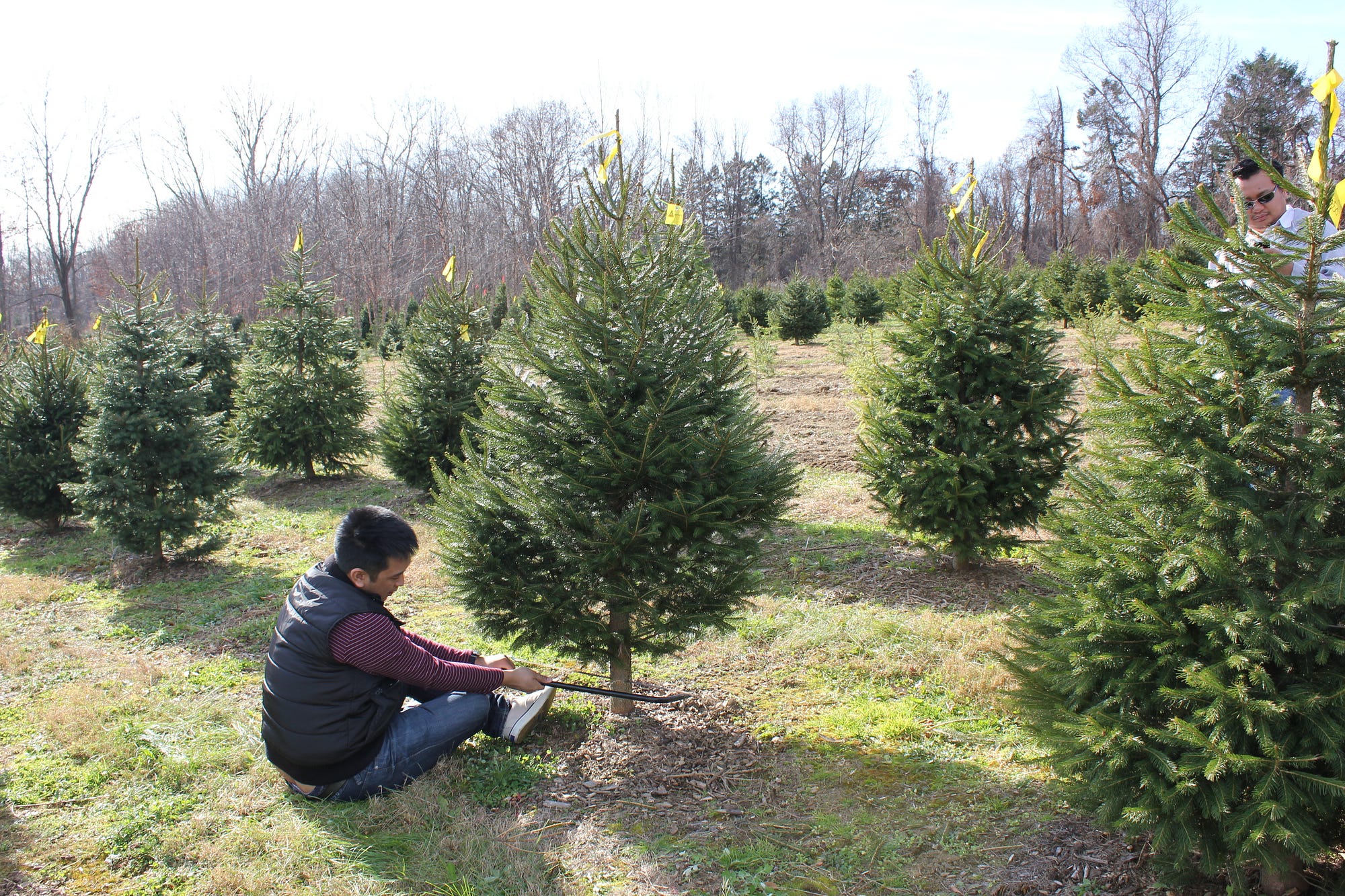 eight things to buy instead of that overpriced christmas tree - Charlie Brown Christmas Tree For Sale eight things to buy instead of that overpriced christmas tree - Charlie Brown Christmas Tree For Sale