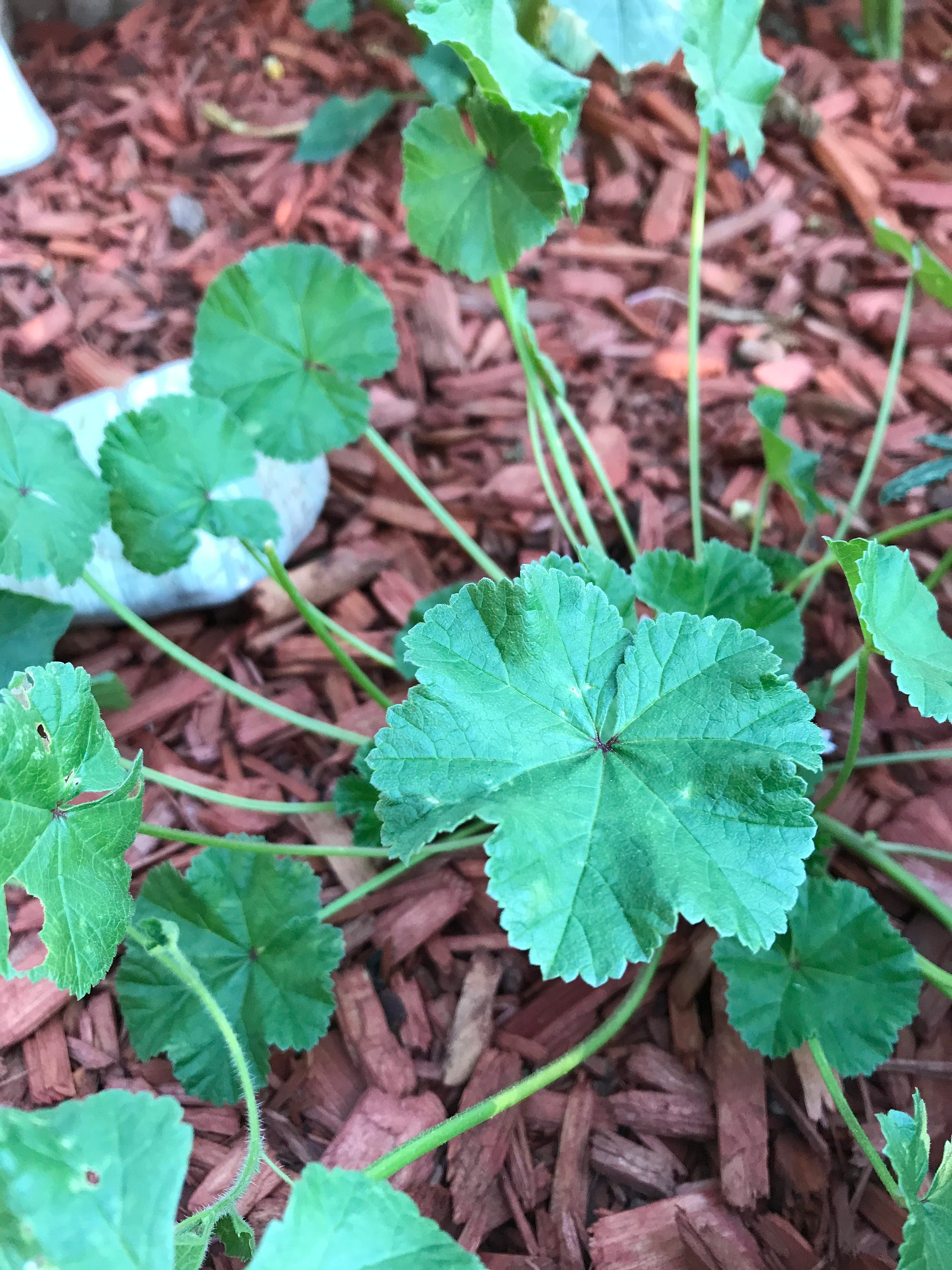 Common Mallow: A Strangely Erotic Medicinal Powerhouse