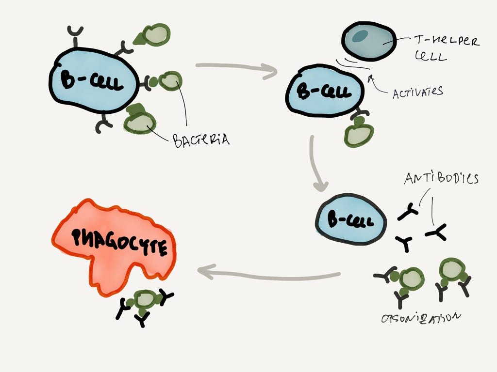B-лимфоцит обнаруживает бактерию с подходящим антигеном, активируется, и начинает бешено производить антитела (со скоростью 2000 штук в секунду!)