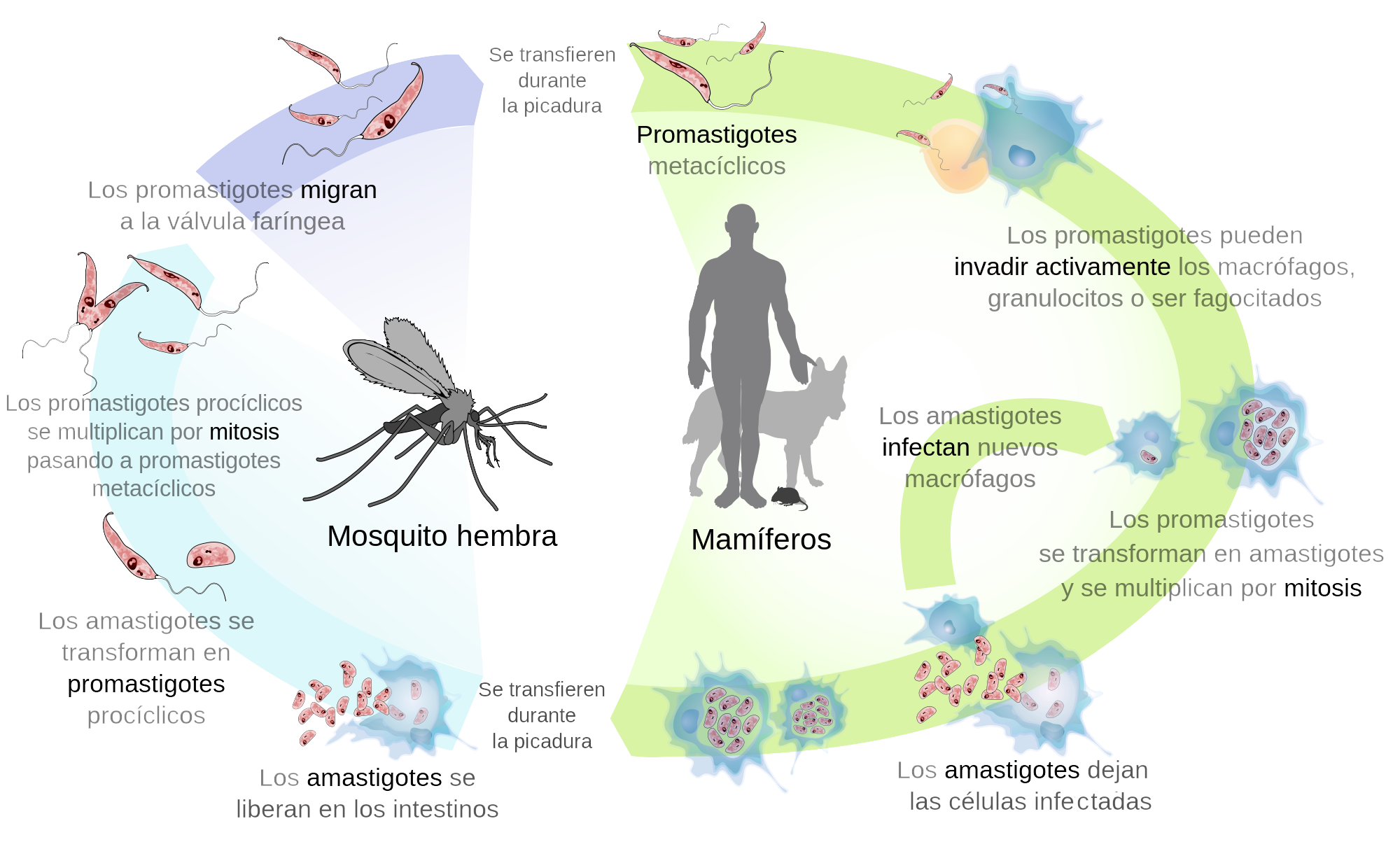 Resultado de imagen para ciclo de vida de leishmania