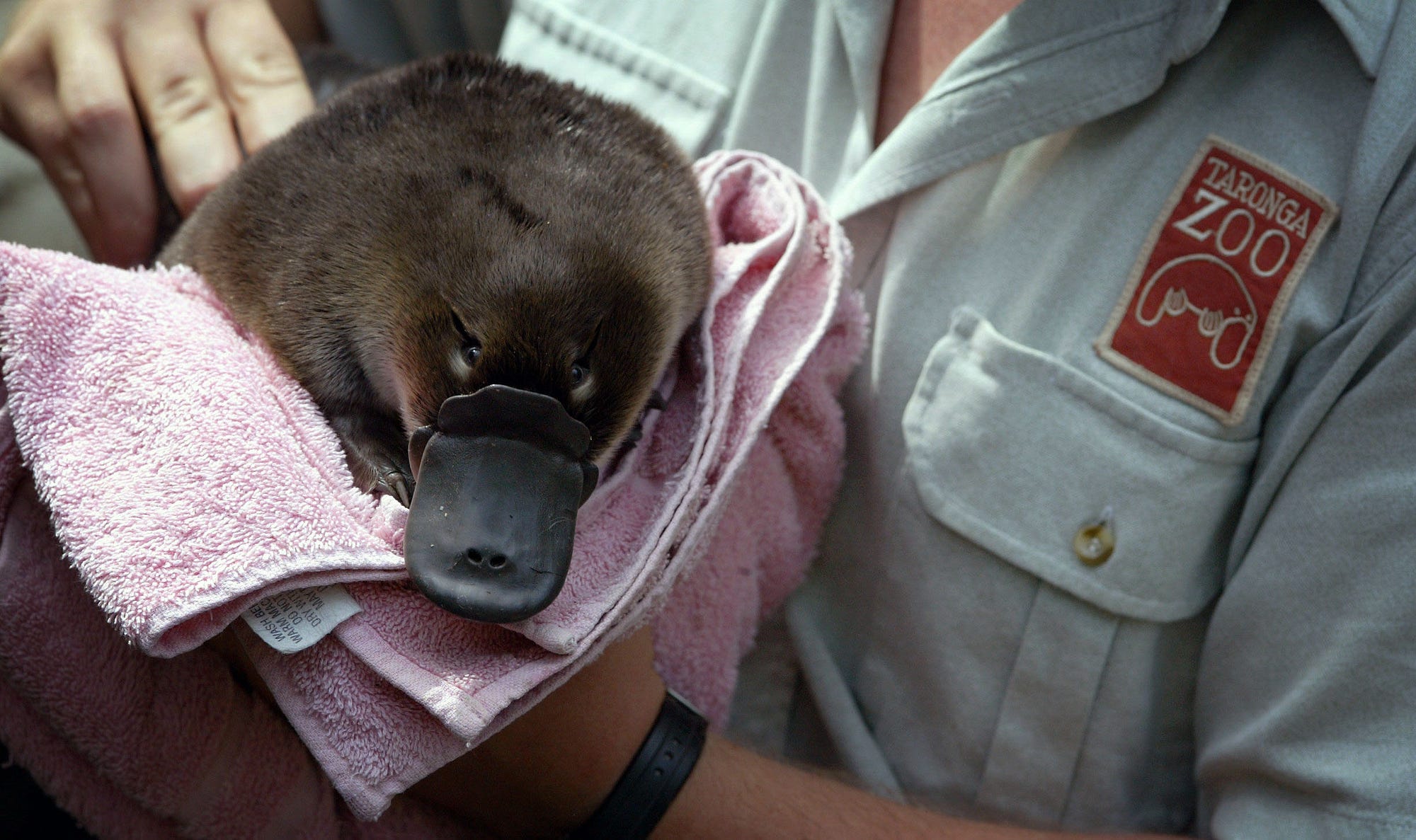 Platypus Milk Might Save Us From Bacterial Infections And Thats Not