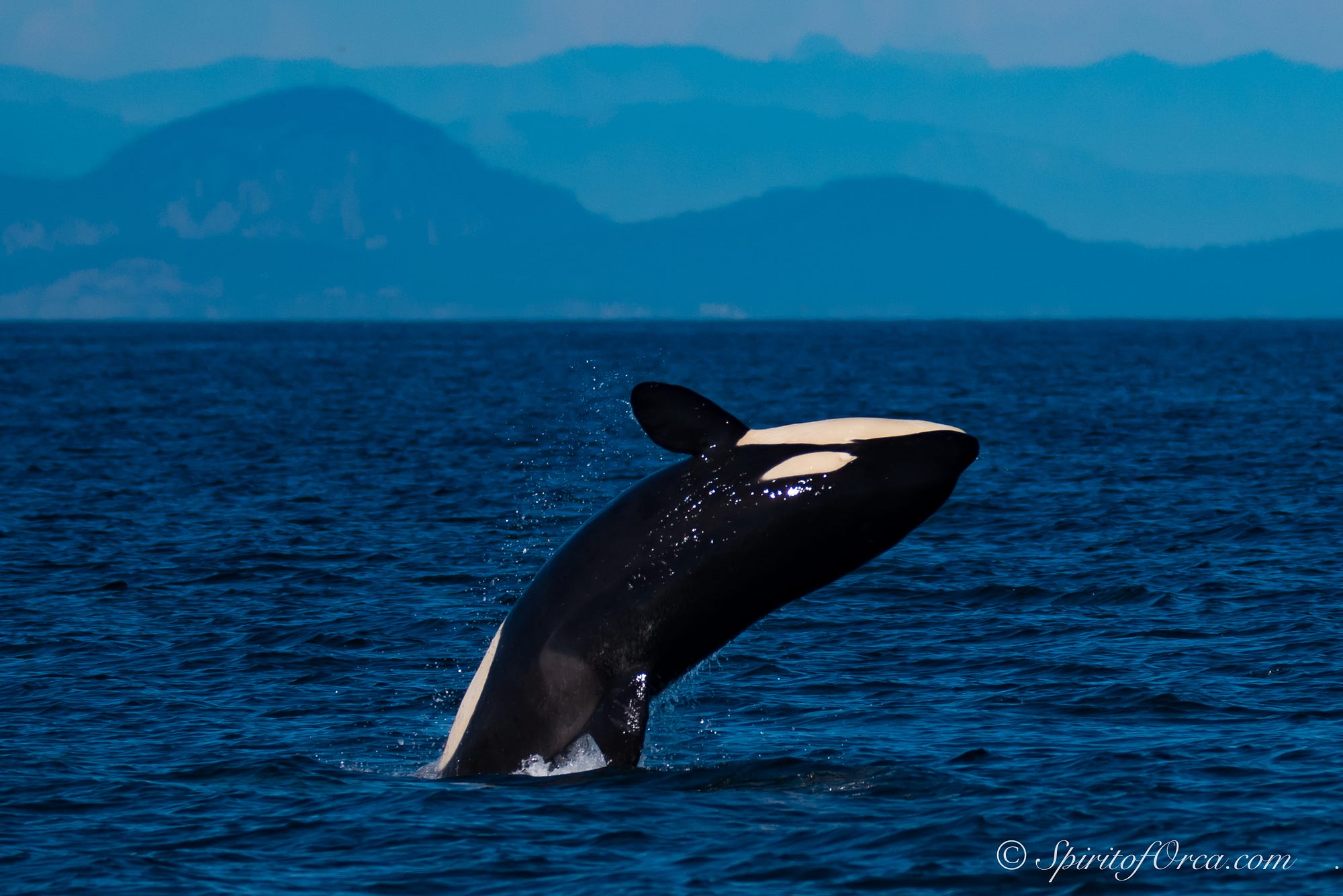 inslee signs executive order to protect orcas chinook salmon