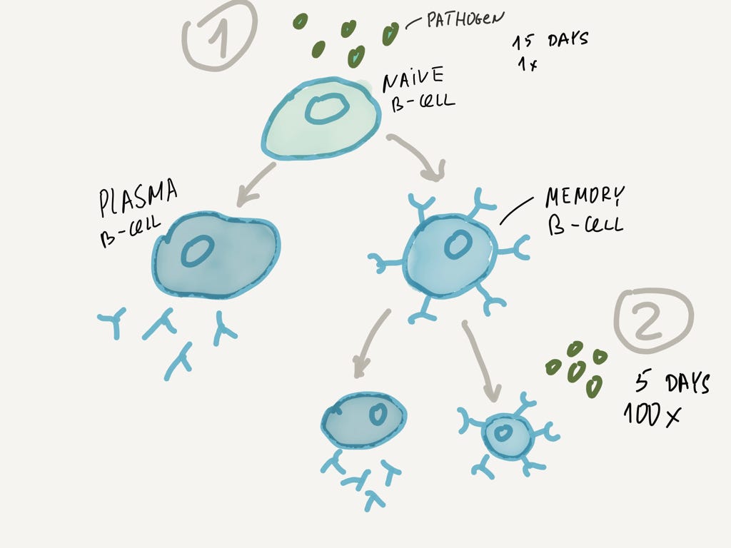 Наивный B-лимфоцит может превратиться либо в плазматическую клетку, либо в клетку памяти. Клетки памяти — это кеш нашей иммунной системы!