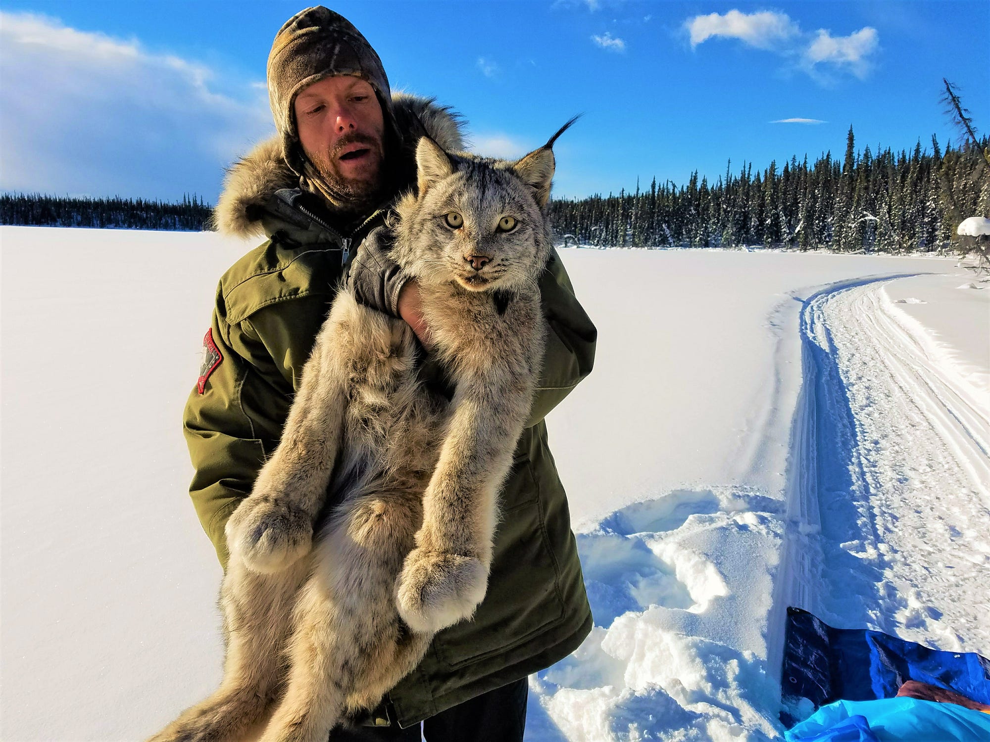 USFWS On Lynx Behavior In Alaska Canada USFWS On Lynx Behavior In Alaska Canada