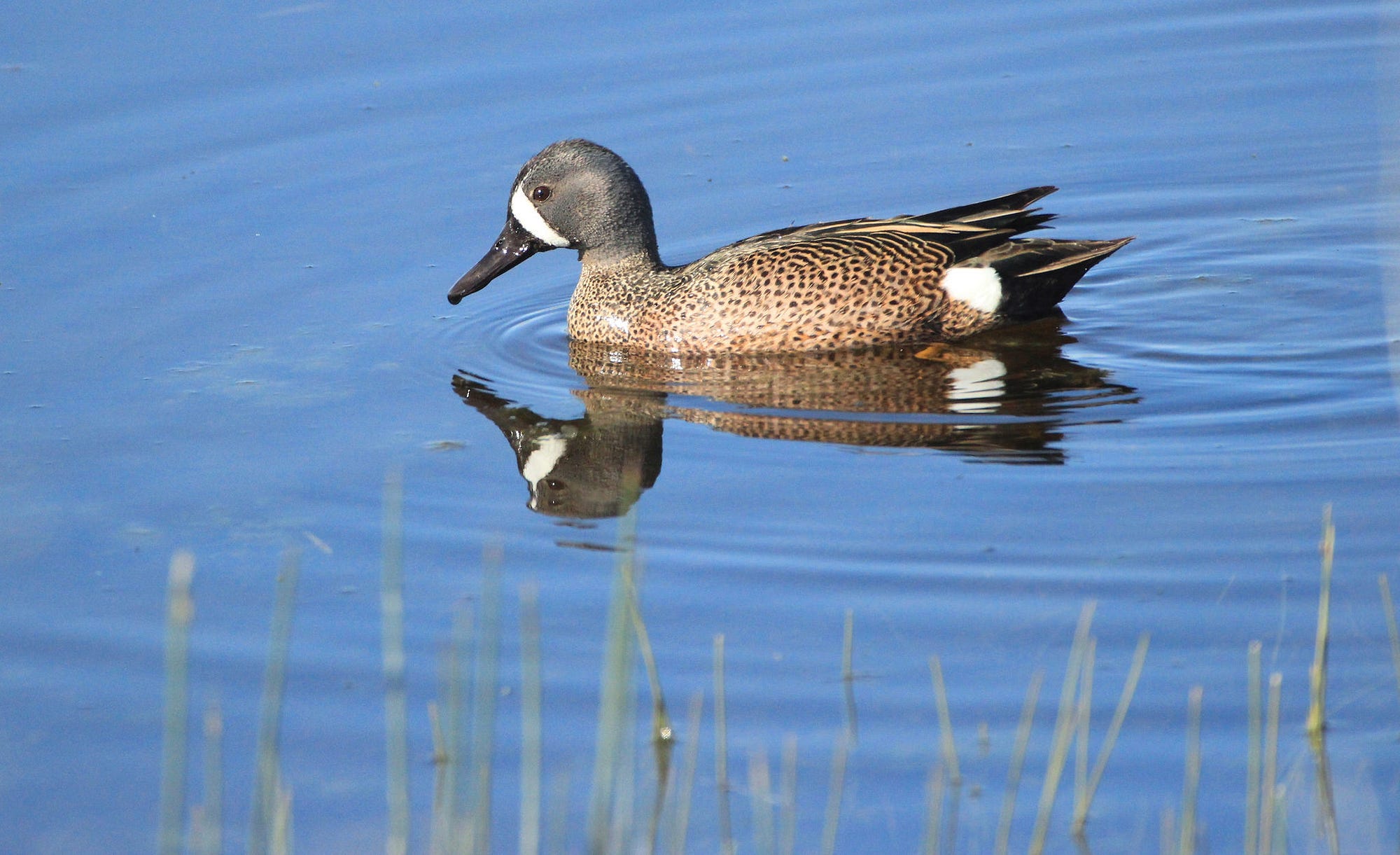 ideas-for-how-you-can-enjoy-wetlands-updates-from-the-u-s-fish-and