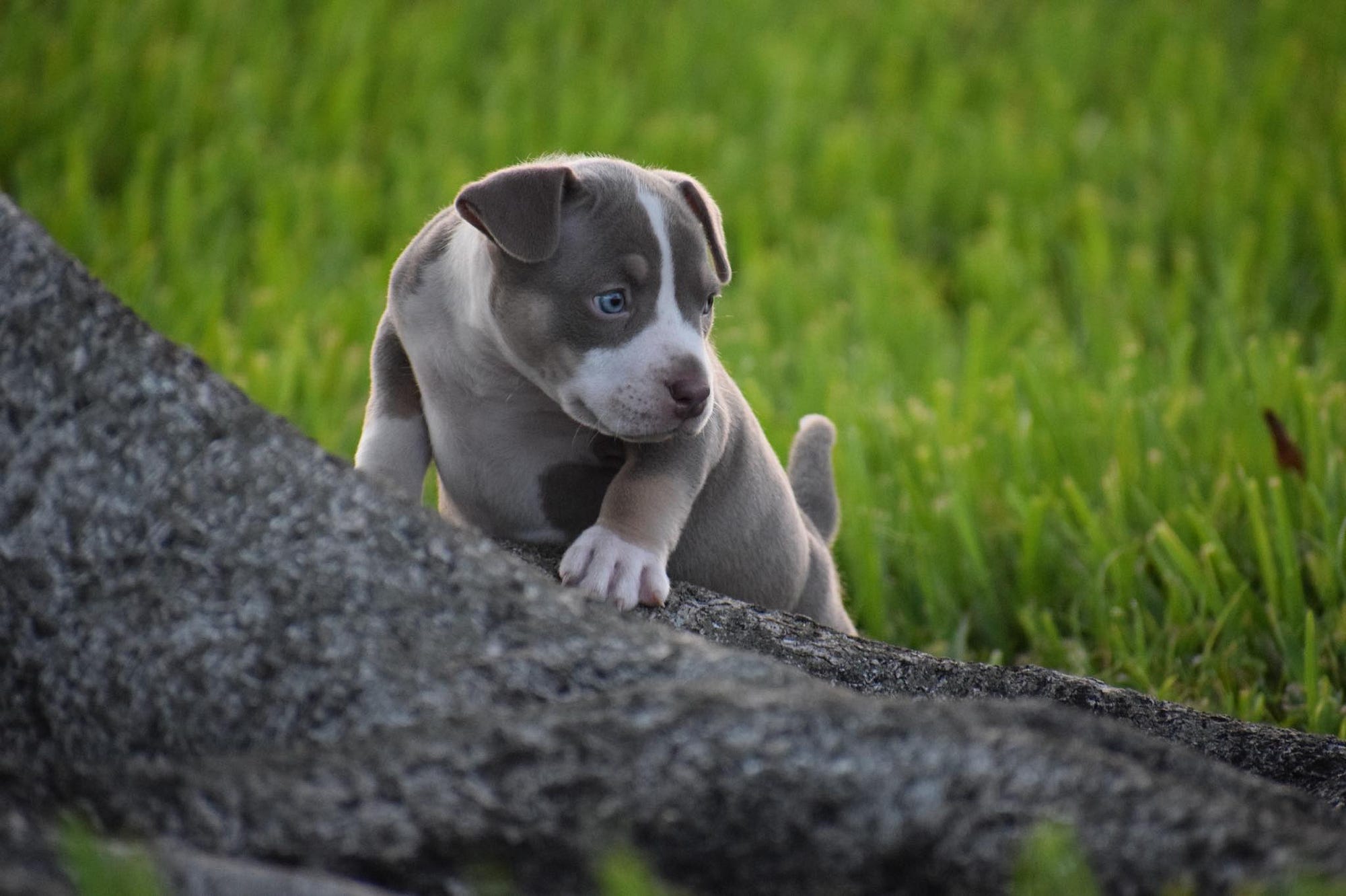 THE BEST POCKET AMERICAN BULLY BREEDERS – Venomline | Texas Size ...