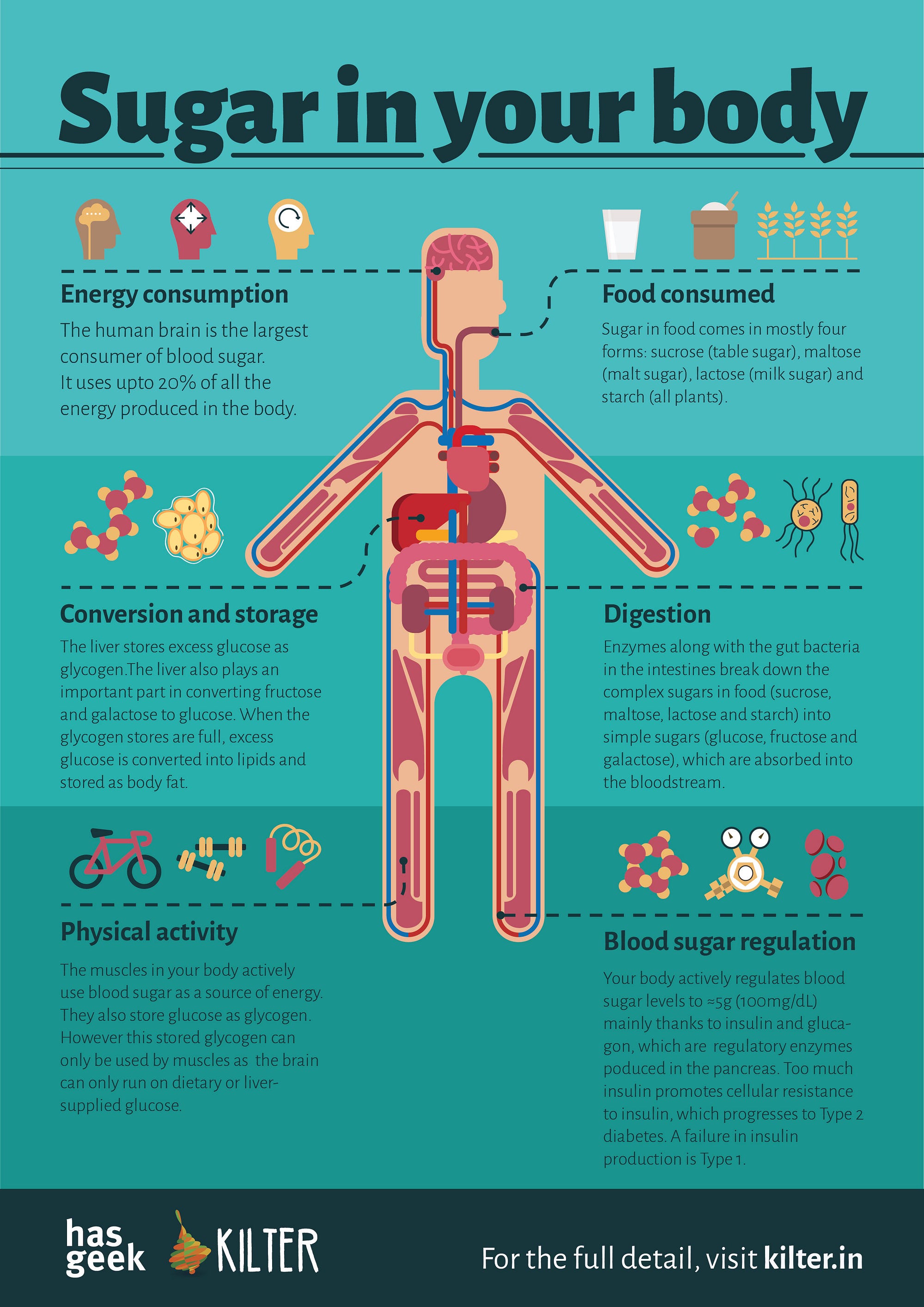 Does Sugar From Fruit Get Stored As Fat at Elba Romero blog