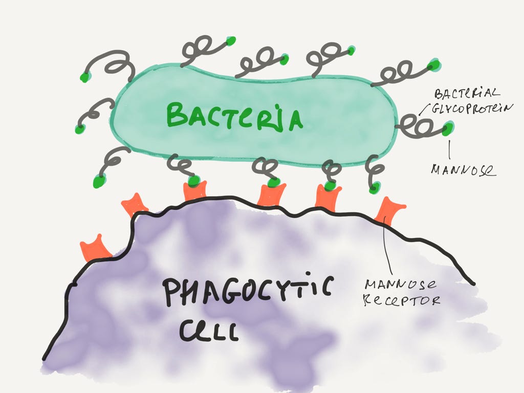 Фагоцит обнаруживает вредную бактерию.