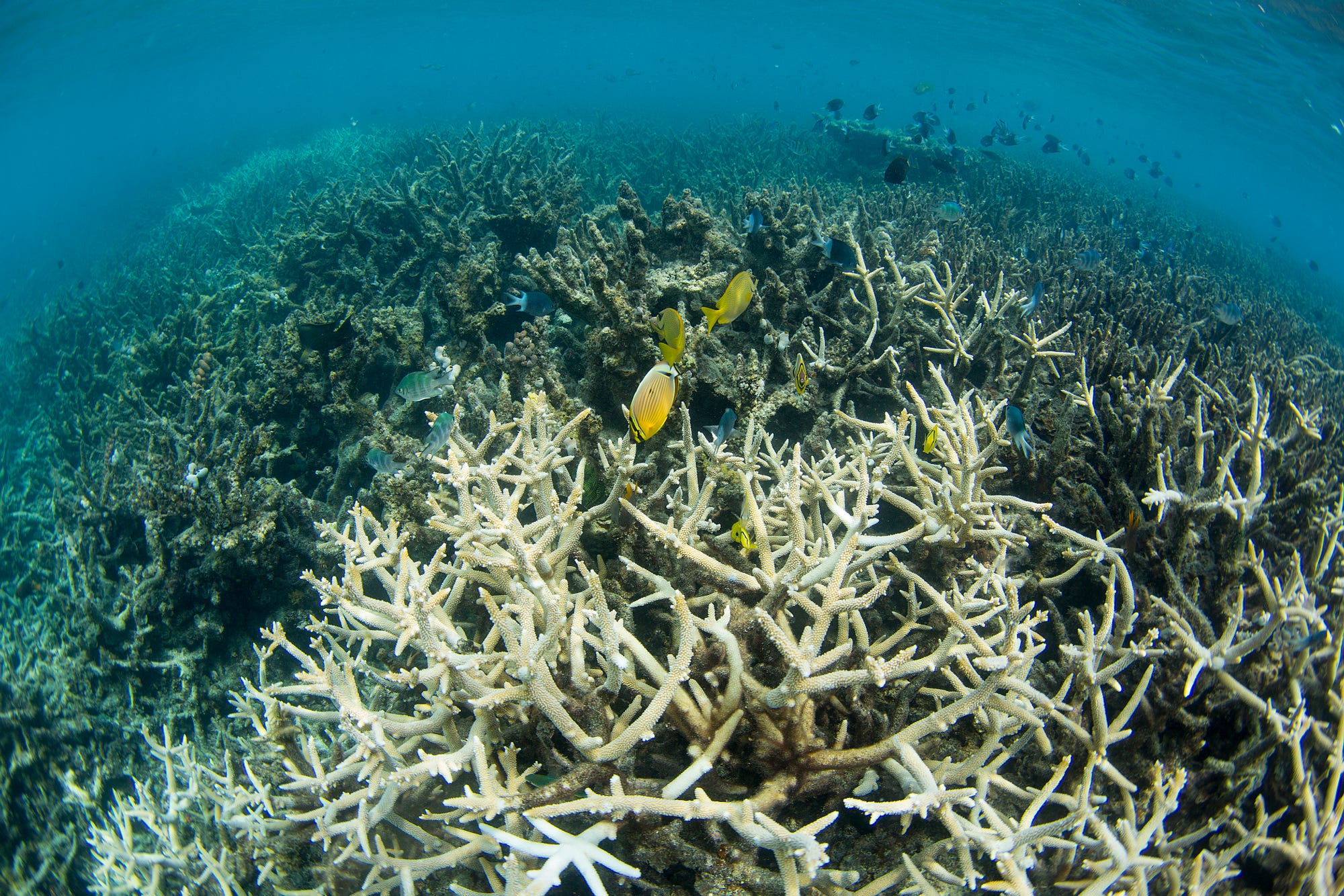 Coral Bleaching On The Great Barrier Reef  Wildark -3182