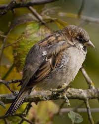 (Brown Sparrow)