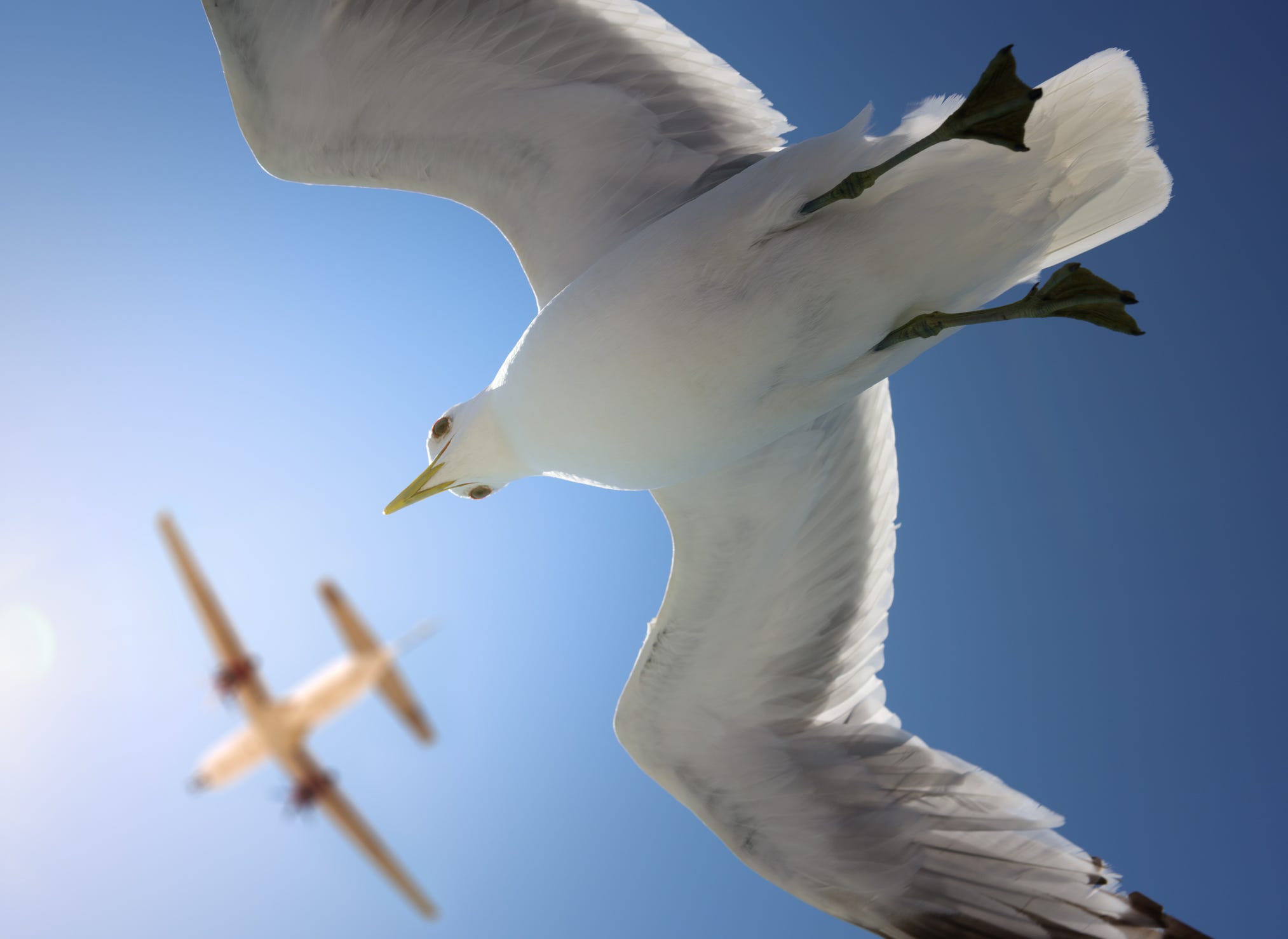 Artificial General Intelligence: Birds vs Planes