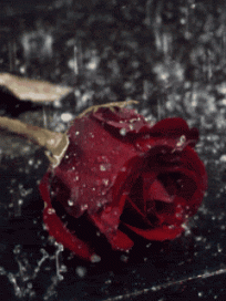 Raining flowers GIFs - Get the best GIF on GIPHY - flowers roses gif