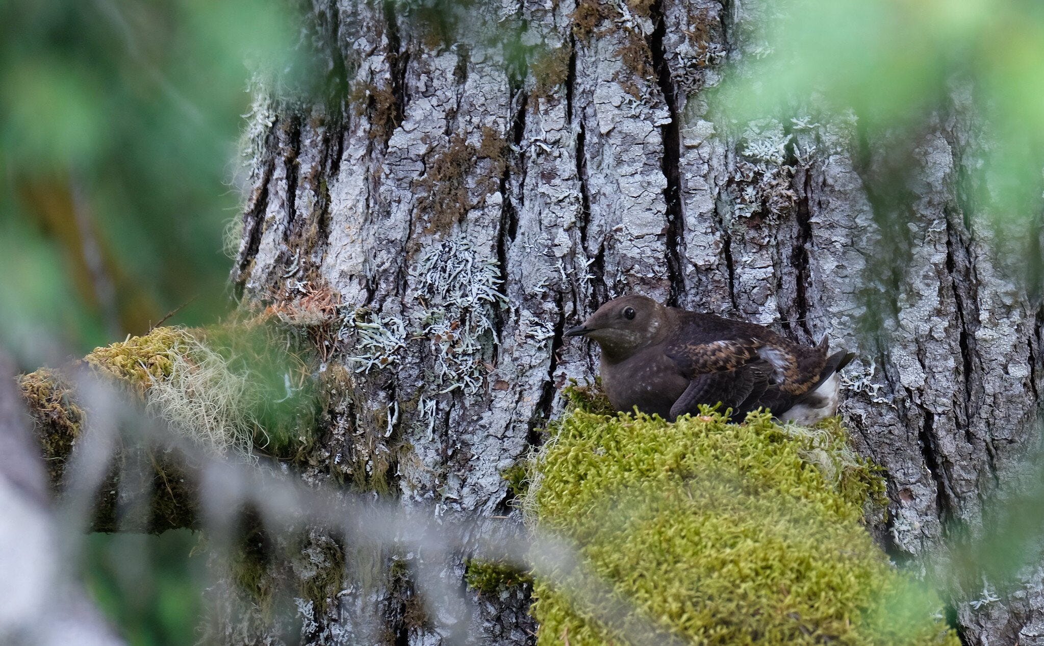 Advancing Wildlife Conservation: AI Empowers Marbled Murrelet Monitoring