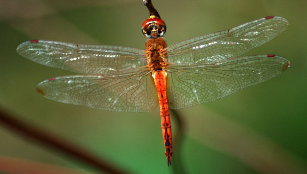 This is one of the 1054 records of Wandering Glider dragonflies (Pantala flavescens) logged in the Biodiversity and Development Institute’s Virtual Museum. This photo of a Wandering Glider was taken in KwaZulu-Natal, South Africa, in 2009 by citizen scientist G Diedericks.
