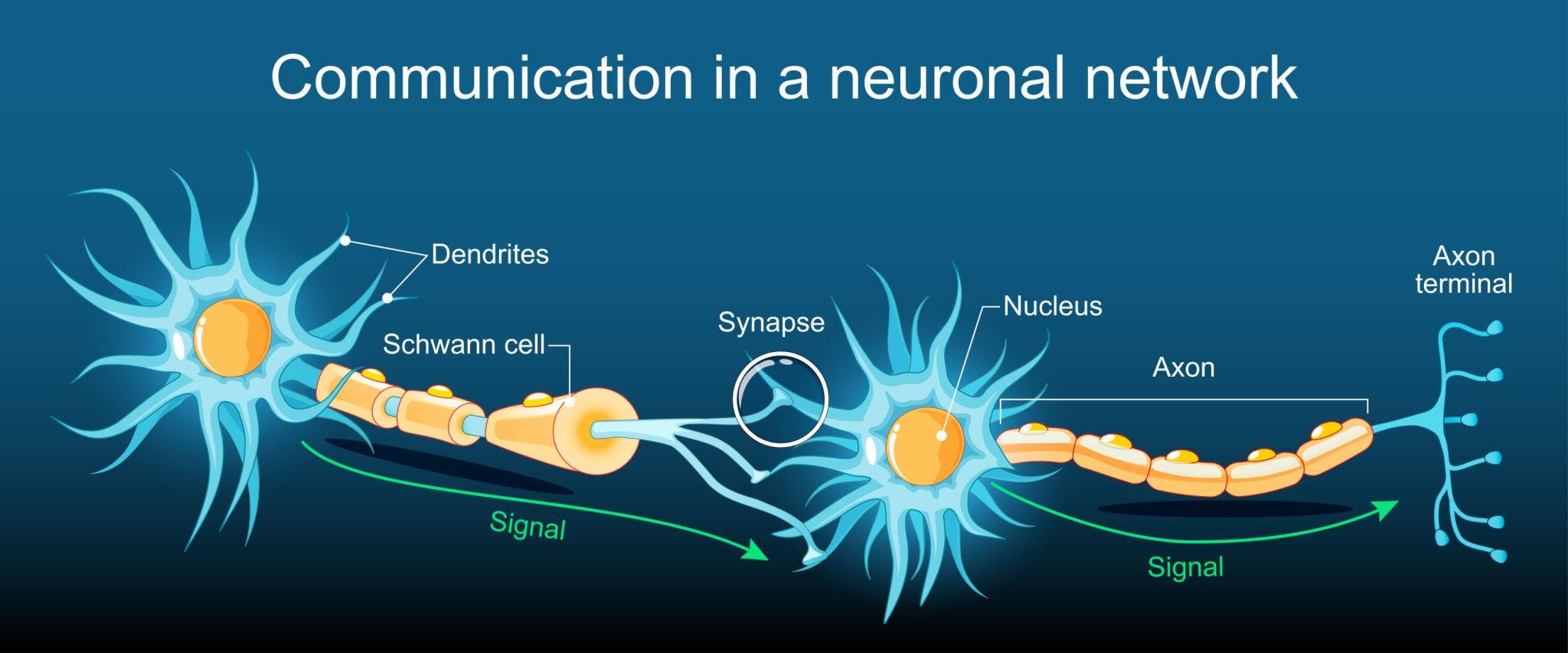 Deep Learning and Neural Networks