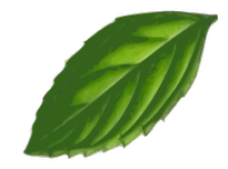 A leaf