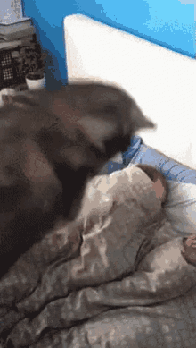 GIF of a husky repetedly jumping on a person in bed wrapped up in a duvet.
