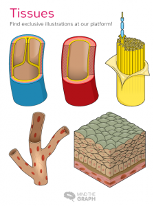 post_tissues_perspective