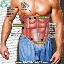 Abs muscles into 3 sections