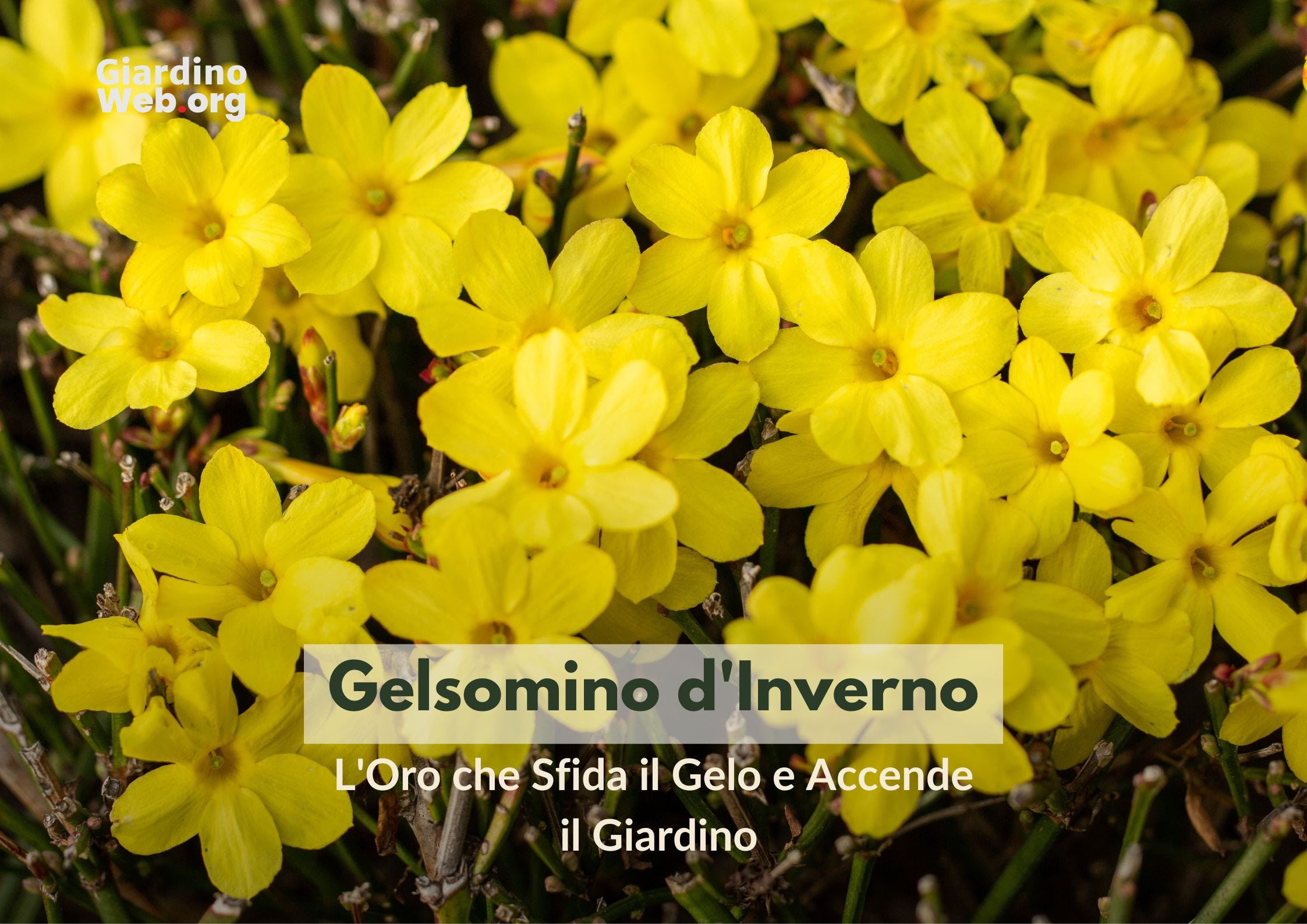 L’unico fiore che ha il coraggio di sfidare il gelo (e perché dovresti averlo)