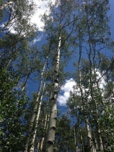 Hiking through the aspen trees