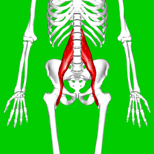 Psoas: The most important muscle when it comes to CPPS