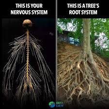 A side by side comparison of a human nervous system alongside a picture of tree roots, denoting the similarities visually