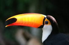 A Toucan at Iguazu Falls Park