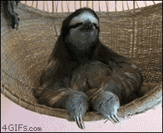 wise sloth.gif