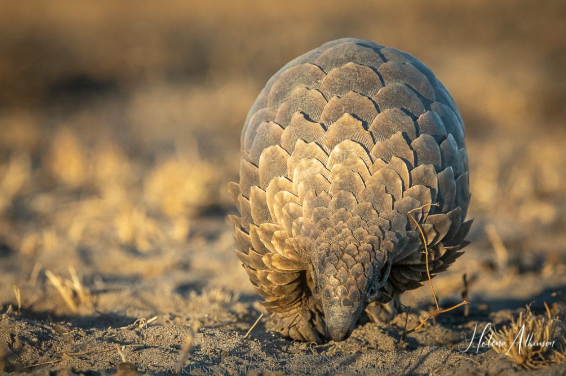 A Temminck’s pangolin looking for snacks. Photo by Helena Atkinson.
