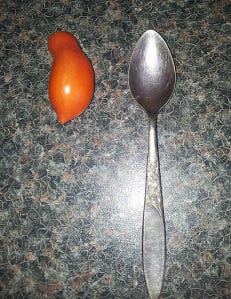 tomato closeup with tspoon