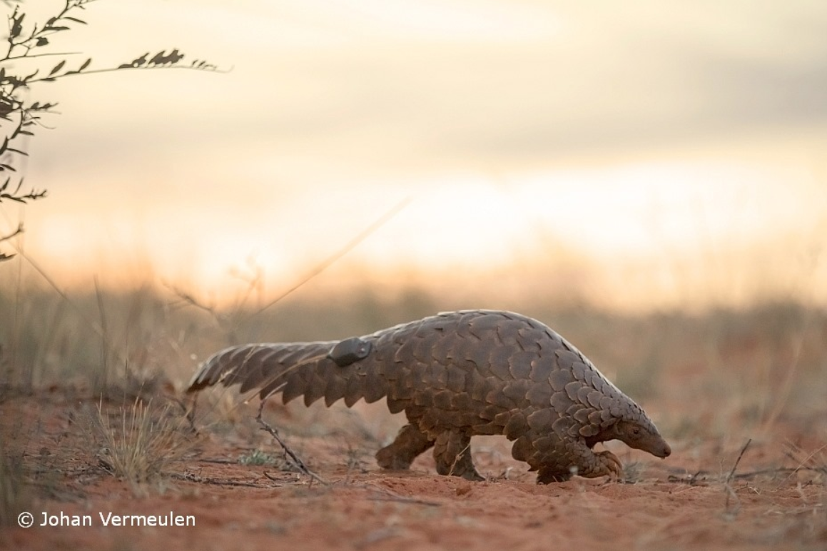 A Temminck’s pangolin heading back to its burrow after a night of foraging. You can see its tracking device attached near the base of its tail. Photo by Johan Vermeulen.