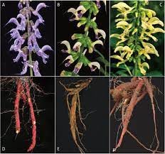 The Magic of Water Propagation: Will Salvia (Sage) Root in Water?