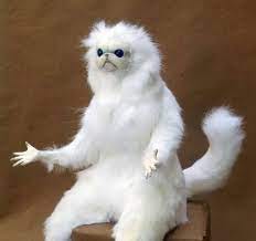confused cat