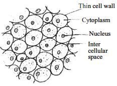 parenchyma tissue