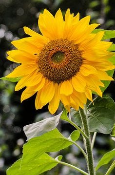 flowering sunflower plant