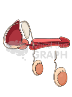 vasectomy_scientifc_illustrations