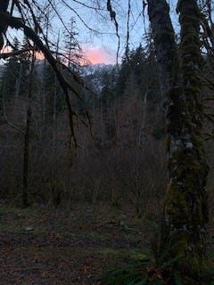 In the background a hot pink/fading to light purple sky has a snowy mountain peak superimposed over it. There are a number of trees in the middle ground, mostly deciduous, with a branch reaching across the front of the picture. The trees are very dark, almost black, and the light is dim. Sun is just coming up.