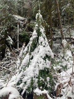 A skinny fir tree that has all its branches laid down by snow so it looks like an unopened umbrella. In the background more trees and snow show that the snow is not deep, about 2–3 inches. The tree is clearly in a forest and the background is cluttered.