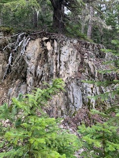 The top of the photo shows the thick trunk of a tree whose roots are growing into the chalky-colored rock below it. The rock forms a short cliff that is partially hidden on the bottom by two bright green pine trees, both of which are young and less than four feet tall. The tree is much older and has thick, ropey roots.