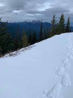 In the foreground a set of snowshoe tracks (wider than a footprint and very long, oval-shaped with a larger “flare” at the front) go through snow that is fresh and powdery. The background is a rugged line of mountain peaks that have snow on them. The middle ground is pine trees whose tops are above the road but bottoms are hidden, showing that they are on a steep slope.