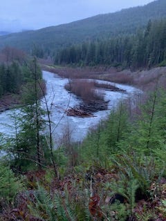 A view of the wide Elwha river high with winter floods. There is a log jam in the middle of about 50 trees most about 3–5ft in diameter. In the foreground are pine trees, thin because they are the start of a restoration in the area. Douglas firs. Background has larger trees that are more typical of Washington state about 50ft high.