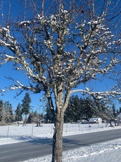 A bare deciduous tree about 15ft tall with clumps of snow on all the branches. Behind the tree, an icy road is bordered by snow on both sides. The far background has a snowy field bordered by a gate in the foreground and fir trees in the back