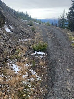 A curling bit of road with a few strips of tan brown grasses in the middle showing where tire tracks were. The road has a steep dropoff that is shown by the tops of pine trees in the background. To the left is a gravel/shale ridge that leans into the road. Foreground of the left is more tan brown grass and a small tree