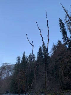 A blue sky background around dawn/dusk with the bright blue that only happens in snow. In the foreground are two budding branches (early spring) and the middle ground are thick, dark fir trees.